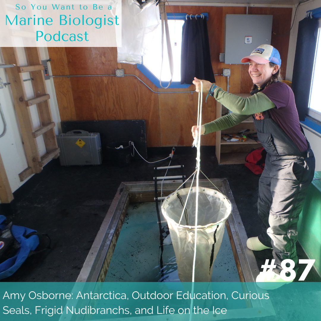 Amy Osborne Antarctica Outdoor Education Curious Seals Frigid Nudibranchs And Life On The Ice 87 Marinebio Life